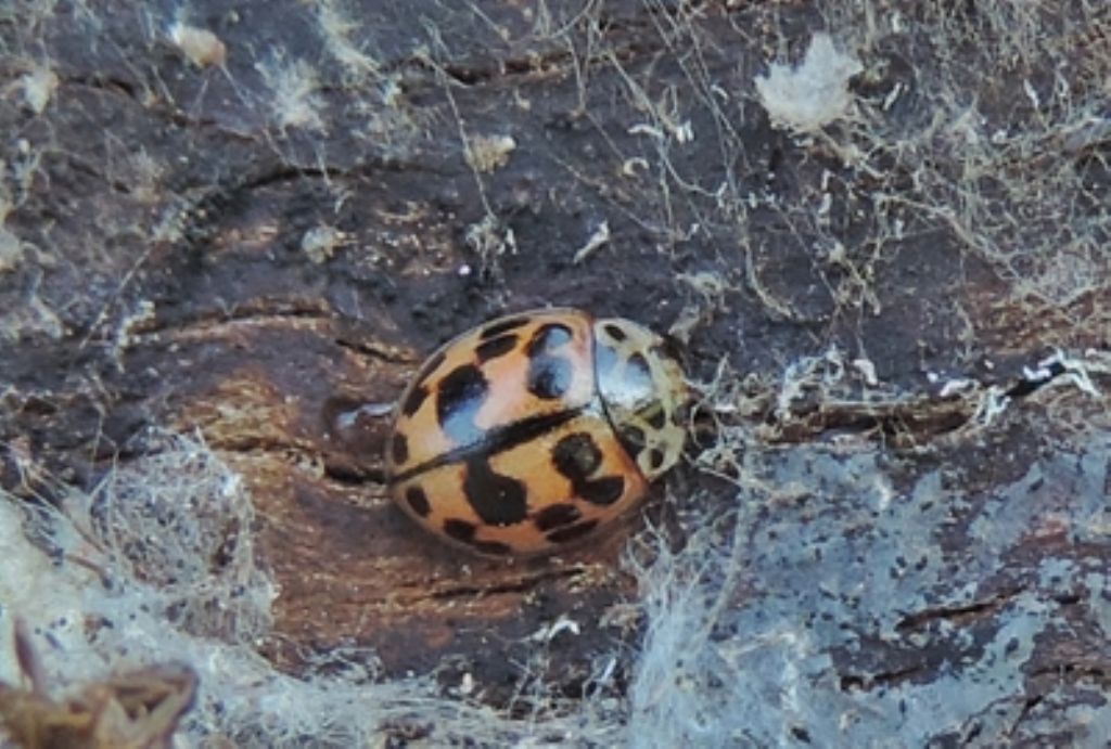 Coccinella: Oenopia conglobata